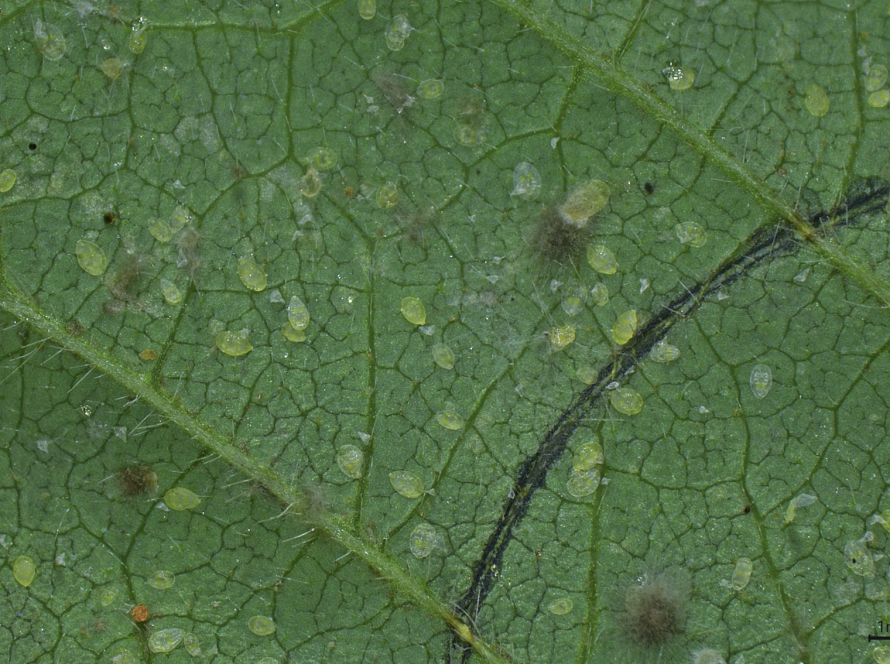 "Mosca-branca é problema para tudo o que se planta depois da soja", afirma especiaista