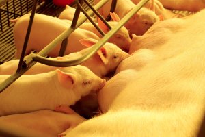 Paraná consolida liderança na exportação de suínos de raça; colheita de soja alcança 37%