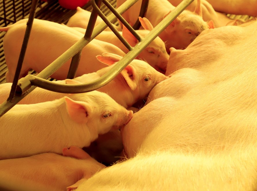 Paraná consolida liderança na exportação de suínos de raça; colheita de soja alcança 37%