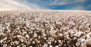 Algodão abre em alta na Bolsa de Nova York nesta quinta-feira