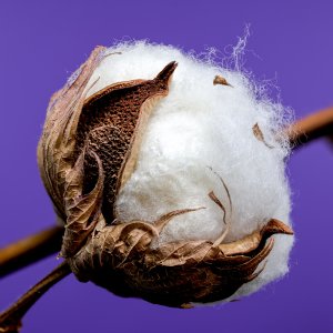 Algodão abre em alta na Bolsa de Nova York nesta terça-feira