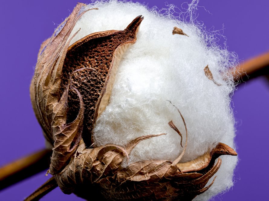 Algodão abre em alta na Bolsa de Nova York nesta terça-feira