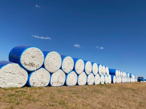 Algodão abre em campo misto na Bolsa de Nova York e mercado ajusta posições