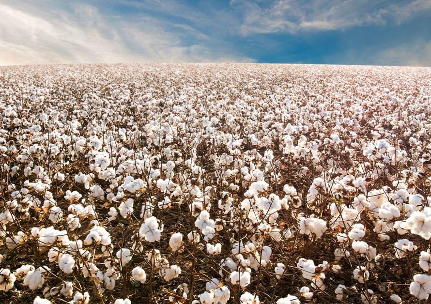 Algodão encerra sessão com movimentos mistos entre os principais vencimentos