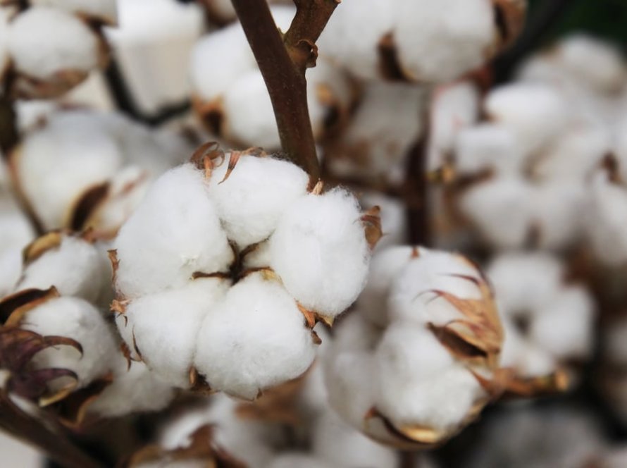 Algodão fecha 3ª feira com leve queda em Nova York, após sessão de ajustes