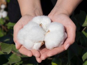 Algodão fecha em alta nesta 3ª feira na Bolsa de NY com expectativa de mais compras da Índia