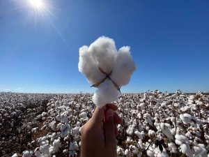 Algodão fecha em baixa na Bolsa de Nova York; cenários técnico e fundamental empurram preços para baixo