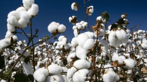 Algodão fecha em forte alta nesta sexta-feira (20) e mantém mercado invertido