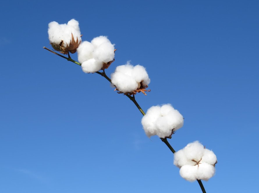 Brasil se prepara para mais um ano forte nas exportações de algodão em 2026