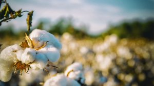 Brasil se prepara para um ano forte nas exportações de algodão em 2026