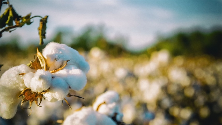 Brasil se prepara para um ano forte nas exportações de algodão em 2026