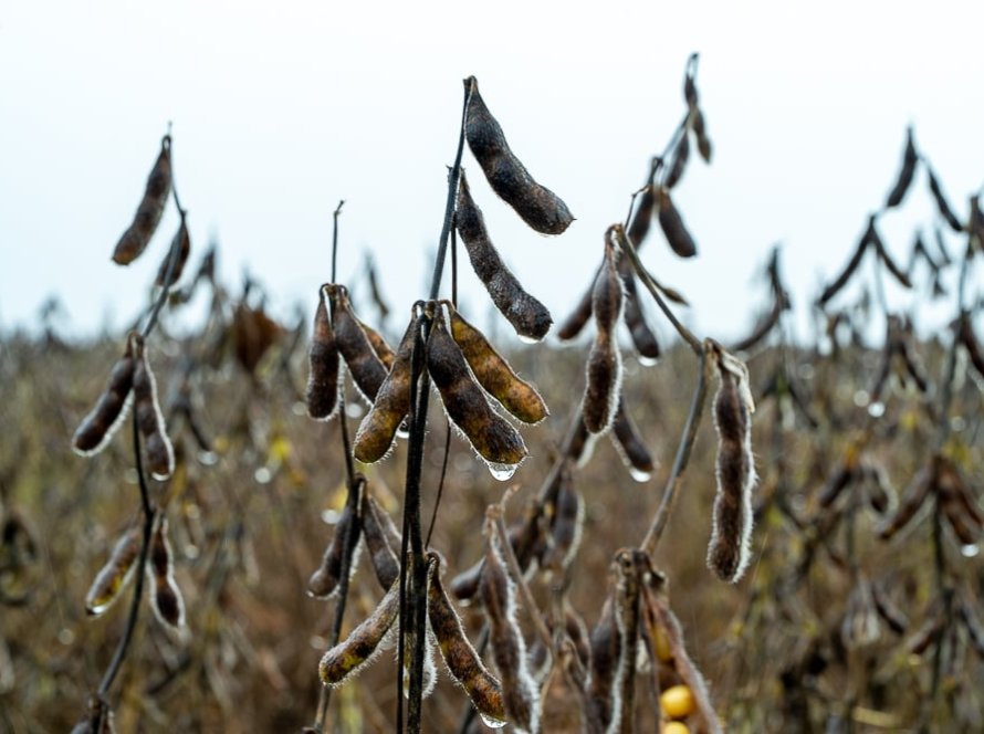 Chuvas atrasam fim da colheita da soja em Mato Grosso e provocam prejuízos em todo o Estado
