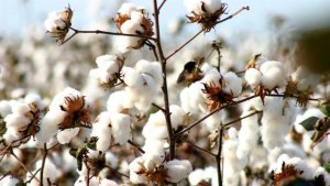 Colheita recorde e exportações fortes do algodão brasileiro