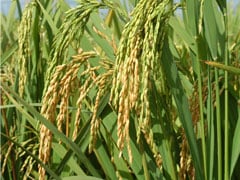 Conab anuncia mais R$ 73,6 milhões para apoiar produtores de arroz