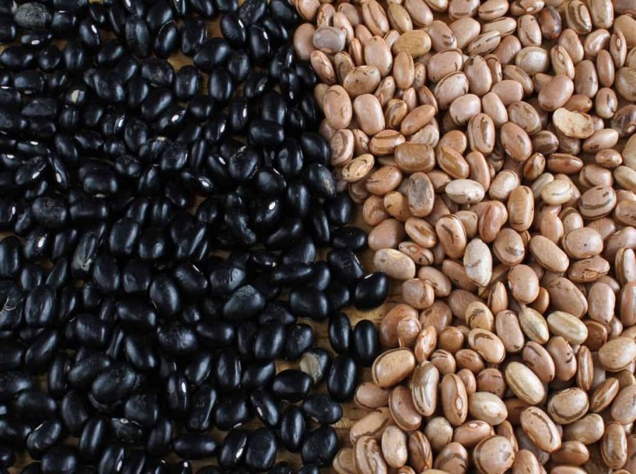 Custos do feijão recuam no Paraná, mas margem do produtor ainda exige atenção, aponta Cepea