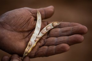 Dia do Feijão celebra tradição e importância nutricional do alimento