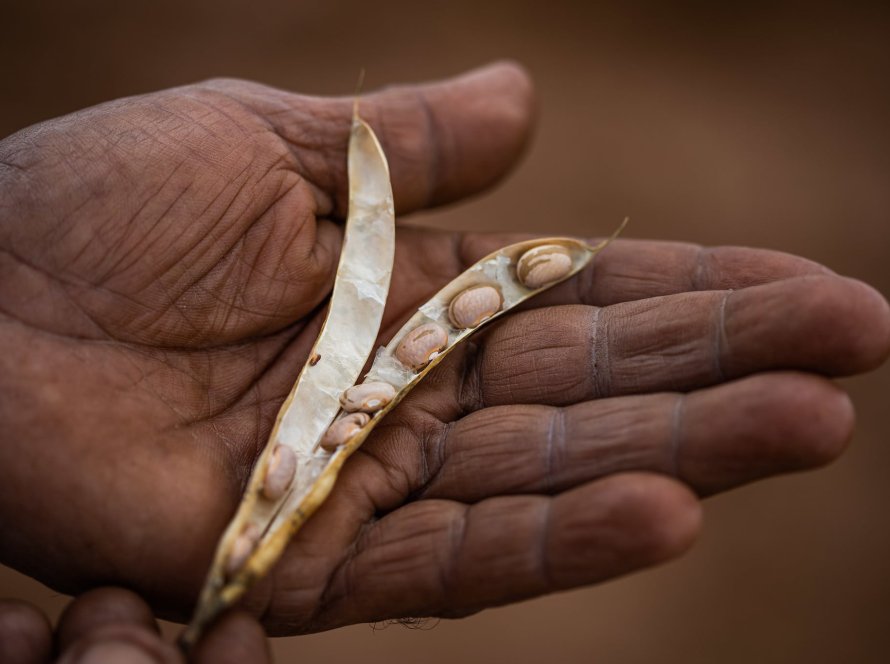 Dia do Feijão celebra tradição e importância nutricional do alimento