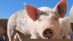 Exportação de suínos cresce 98,9%