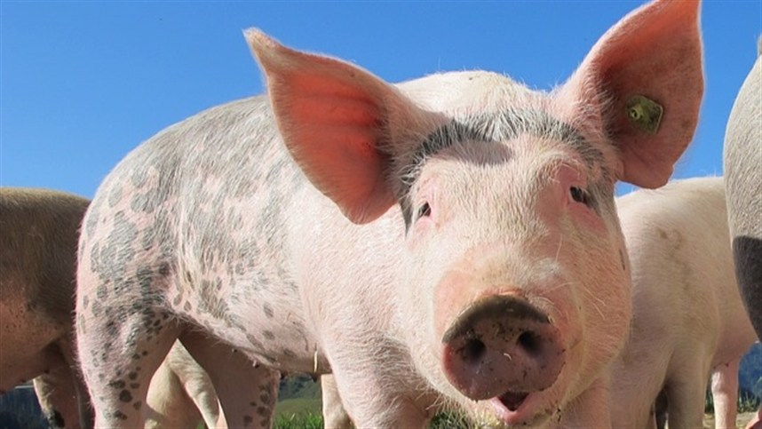 Exportação de suínos cresce 98,9%