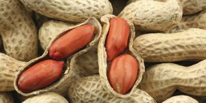 Exportações de amendoim descascado crescem quase 40% em volume no Brasil