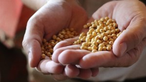Exportações de soja têm alta em janeiro de 2026