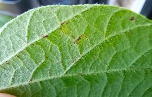 Ferrugem asiática desafia e impacta a produtividade da soja