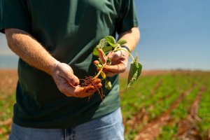 Imea eleva produtividade da soja de MT e vê safra acima de 50 mi t; reduz área de algodão