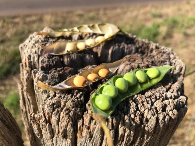 Índia sinaliza novo mercado para feijão guandu e amplia oportunidades ao Brasil