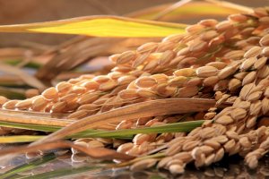 Macroeconomia e comércio internacional do arroz pautam painéis da Abertura da Colheita