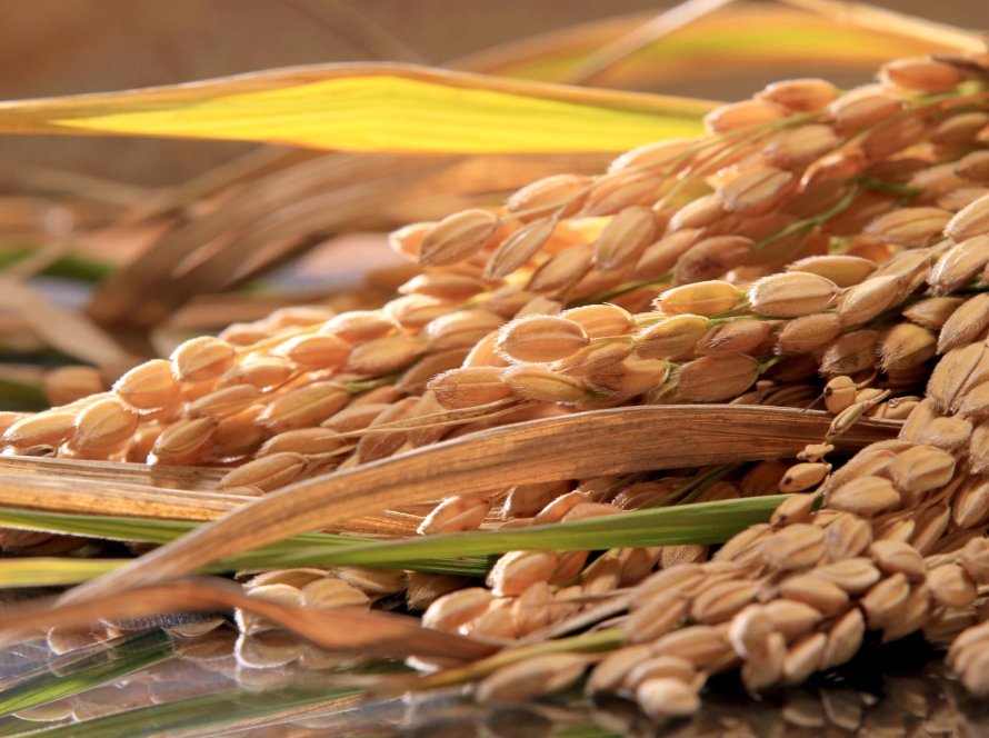 Macroeconomia e comércio internacional do arroz pautam painéis da Abertura da Colheita