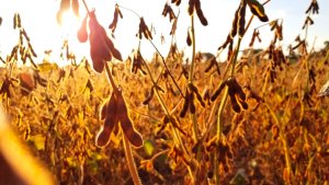 Mato Grosso colheu mais de 65% da safra de soja, aponta Imea