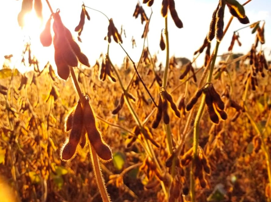 Mato Grosso colheu mais de 65% da safra de soja, aponta Imea
