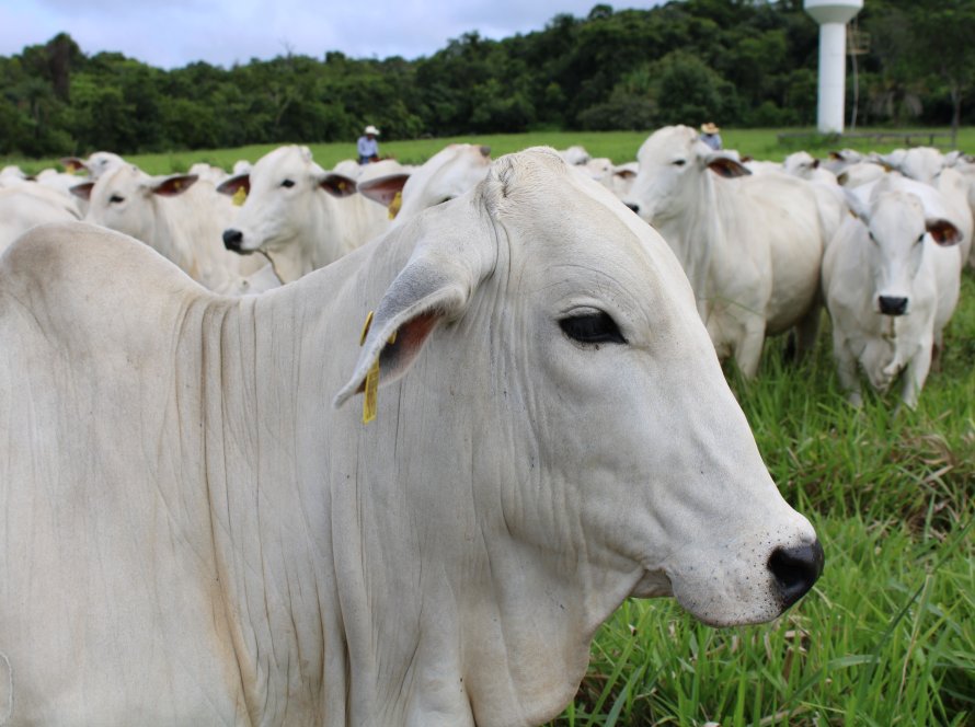 No boi, quase tudo se aproveita: exportações brasileiras vão da picanha ao sebo