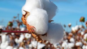 Oferta de algodão do Brasil sobe para 3,74 milhões de toneladas e sustenta projeção de exportações em 2026