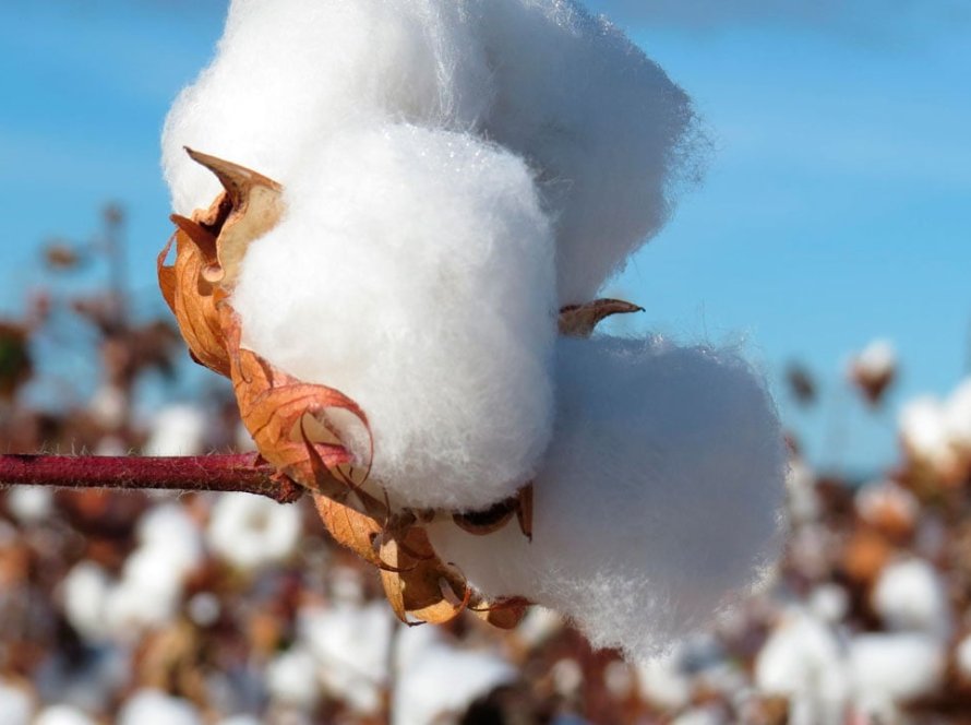 Oferta de algodão do Brasil sobe para 3,74 milhões de toneladas e sustenta projeção de exportações em 2026