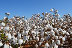 Safras & Mercado vê queda de 11,5% na produção de algodão no Brasil