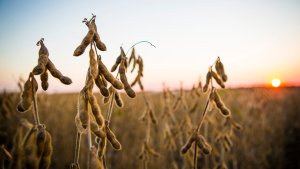 Se MT fosse um país seria o terceiro maior na produção de soja do mundo