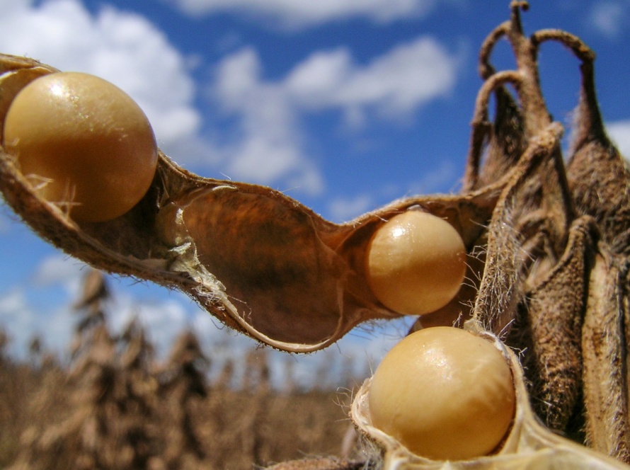 Soja recua em Chicago nesta 2ª, acompanhando perdas do farelo e ainda monitorando tarifas de Trump