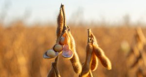 Soja sobe timidamente em Chicago nesta 5ª feira, esperando pelos novos números do USDA