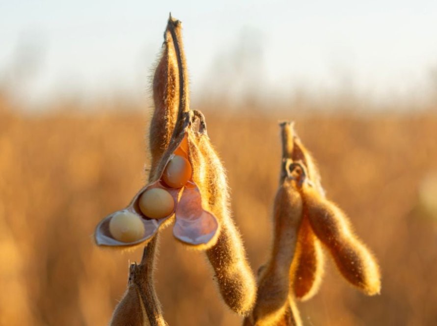 Soja sobe timidamente em Chicago nesta 5ª feira, esperando pelos novos números do USDA