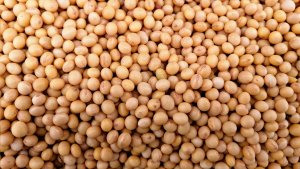 Soja volta a subir na Bolsa de Chicago nesta 6ª feira, acompanhando bons ganhos do farelo