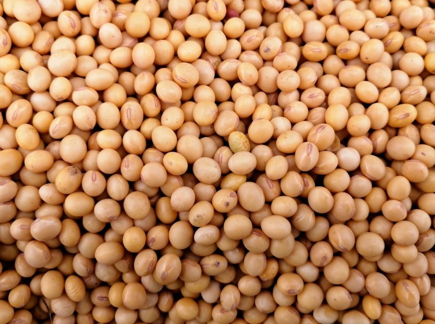 Soja volta a subir na Bolsa de Chicago nesta 6ª feira, acompanhando bons ganhos do farelo