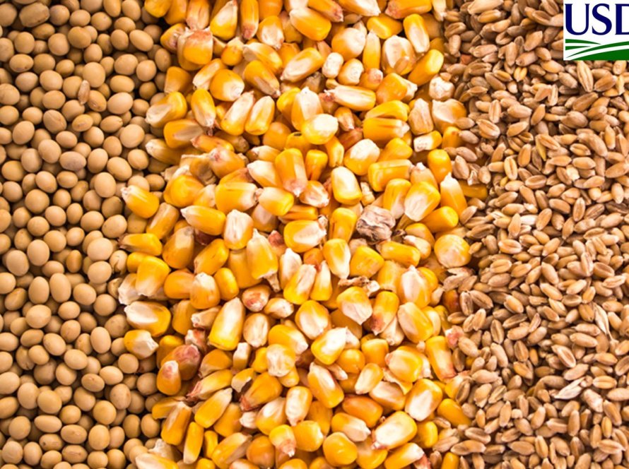 USDA traz embarques de milho acima do esperado, mas soja e trigo em linha com expectativas