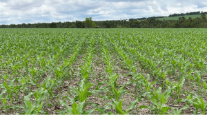 Virada de chave entre soja e milho exige precisão técnica e rapidez no campo