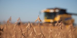 Agroconsult eleva previsão de colheita de soja do Brasil após Rally da Safra