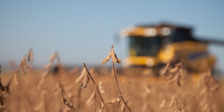 Agroconsult eleva previsão de colheita de soja do Brasil após Rally da Safra