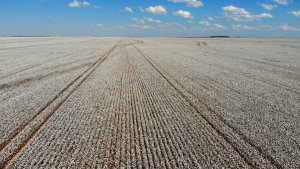 Algodão inicia março com valorização no Brasil e atenção do mercado ao cenário internacional