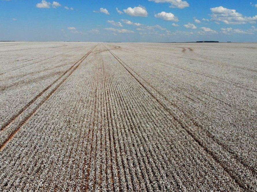 Algodão inicia março com valorização no Brasil e atenção do mercado ao cenário internacional