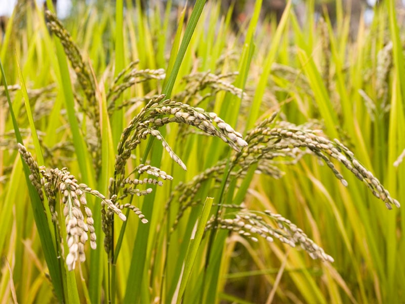 Arroz/Cepea: Importações avançam; oferta restrita e alta do diesel pressionam setor