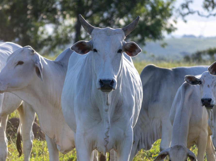 Boi/Cepea: Exportação registra melhor fevereiro da história